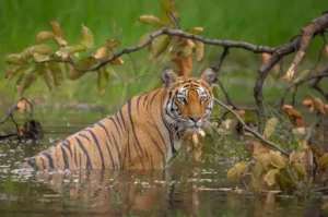 Sundarbans Adventure & Bagerhat Heritage Tour – 4 Days and 3 Nights from Dhaka