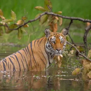 Bengal tiger standing in shallow water surrounded by green foliage, looking directly at the camera.