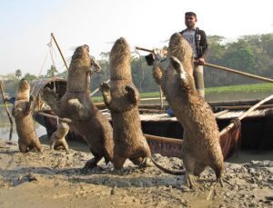 Otter Fishing Experience in Bangladesh – 2 Days 1 Night Tour from Dhaka