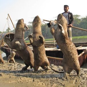 Trained smooth-coated otters standing on their hind legs on a riverbank next to a fisherman and his boat in rural Bangladesh.