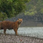 14 Days Bangladesh Discovery Tour : From Tea Hills to Sundarbans and Beaches