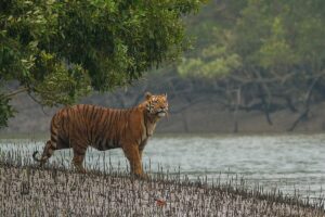 14 Days Bangladesh Discovery Tour : From Tea Hills to Sundarbans and Beaches