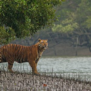 14 Days Bangladesh Discovery Tour : From Tea Hills to Sundarbans and Beaches